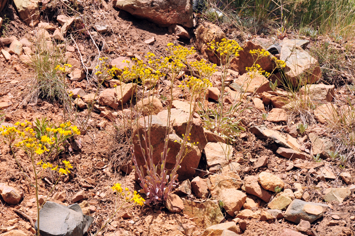 Packera neomexicana blooms from April to August and prefers elevations from 3,000 to 9,000 feet (914-2,743 m). Plants are found on slopes and in canyons; mid to higher desert communities; Oak chaparral vegetation. New Mexico Groundsel
